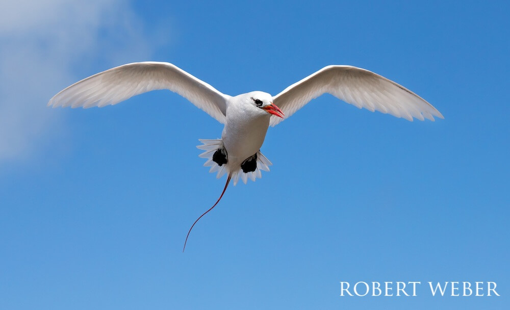Red-tailed tropicbird gliding againt a pale blue sky tinged with a few clouds.