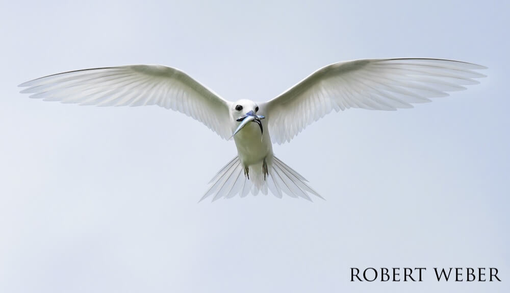 White tern balancing a fish and squid in its mouth against a light grey sky.