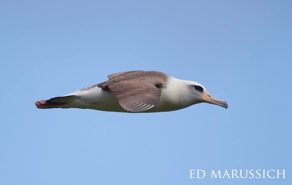 Side profile of a laysan albatross jetting across a clear blue sky.