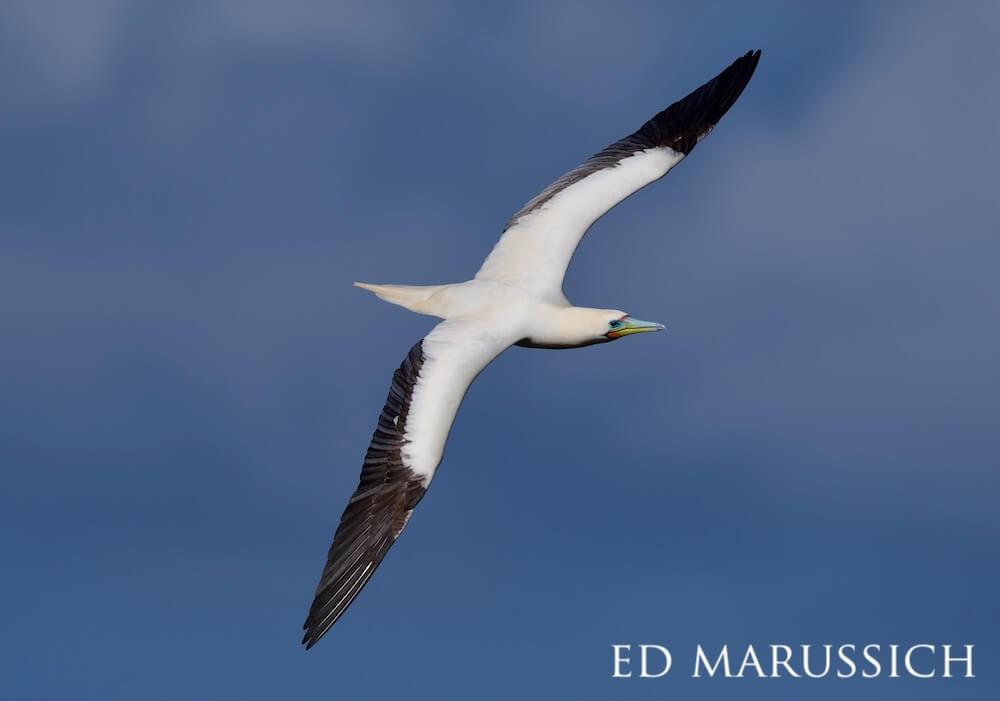 Red-footed booby soaring through the dark blue sky, displaying its black-tipped wings.