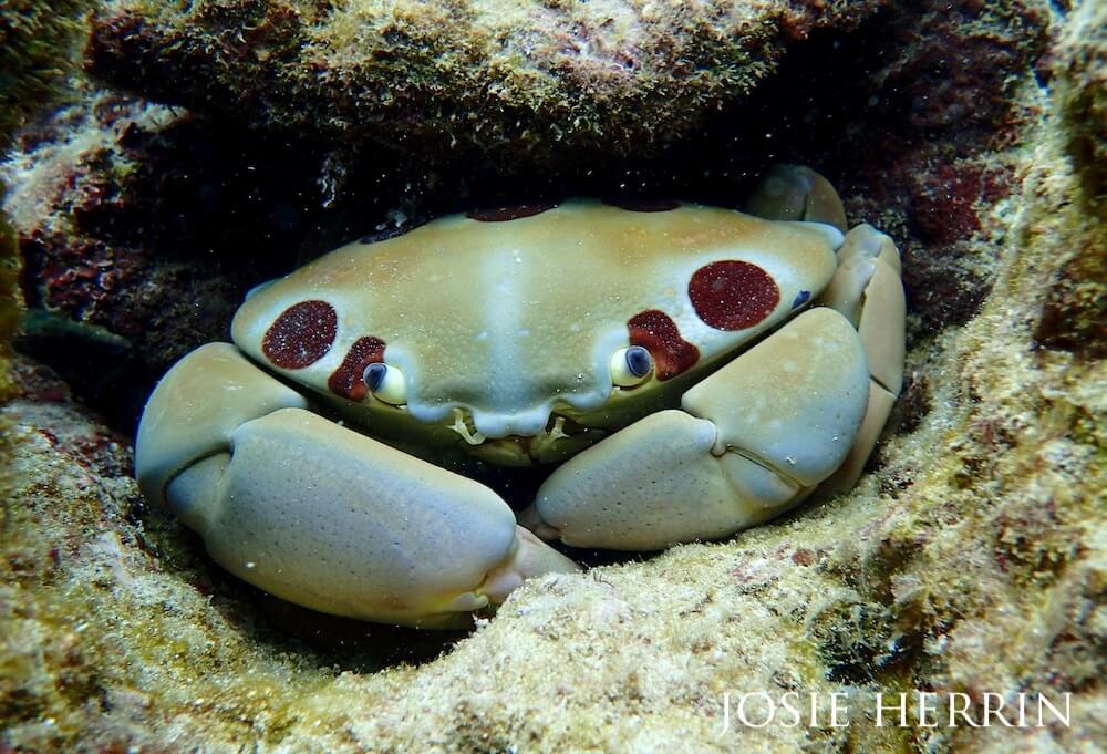 Hawaiian blood spotted crab looking out into the world from the safety of its rocky refuge.