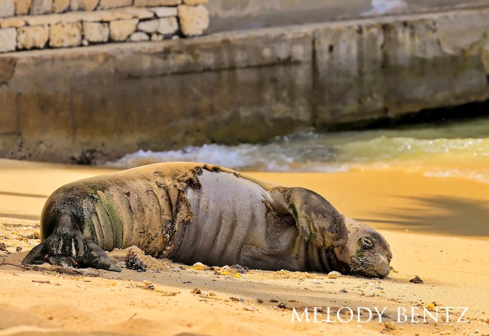 Wrinkly Hawaiian monk seal molting out of its brown fur.