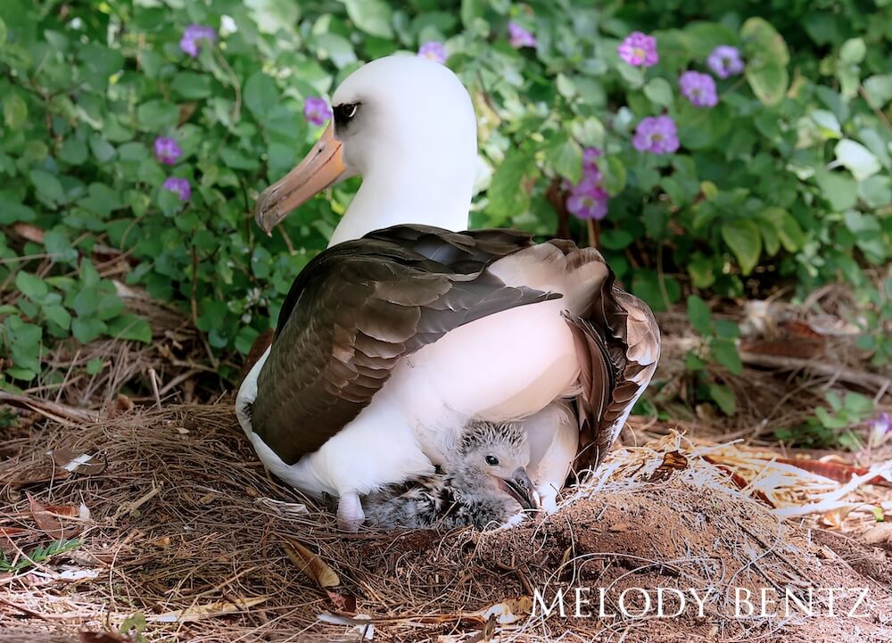 Nesting laysan albatross stretching its legs, giving a brief peek of its little chick.