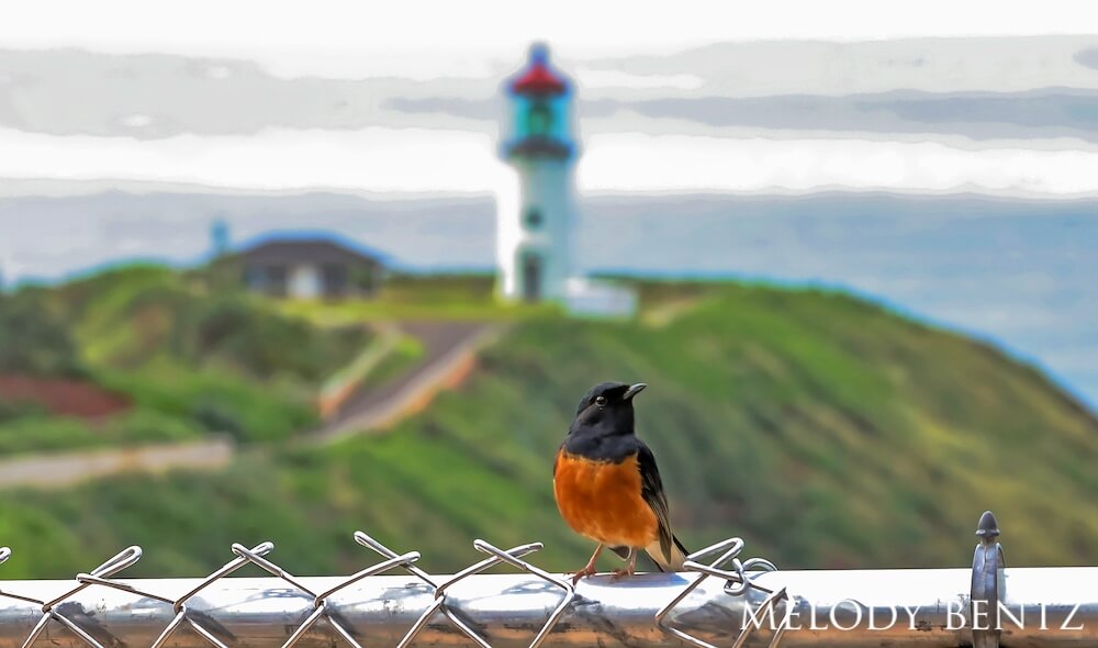 Shama thrush perched on a fence with a lighthouse blurred in the background.