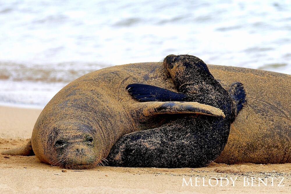 Hawaiian monk seal holding pup with her flipper.