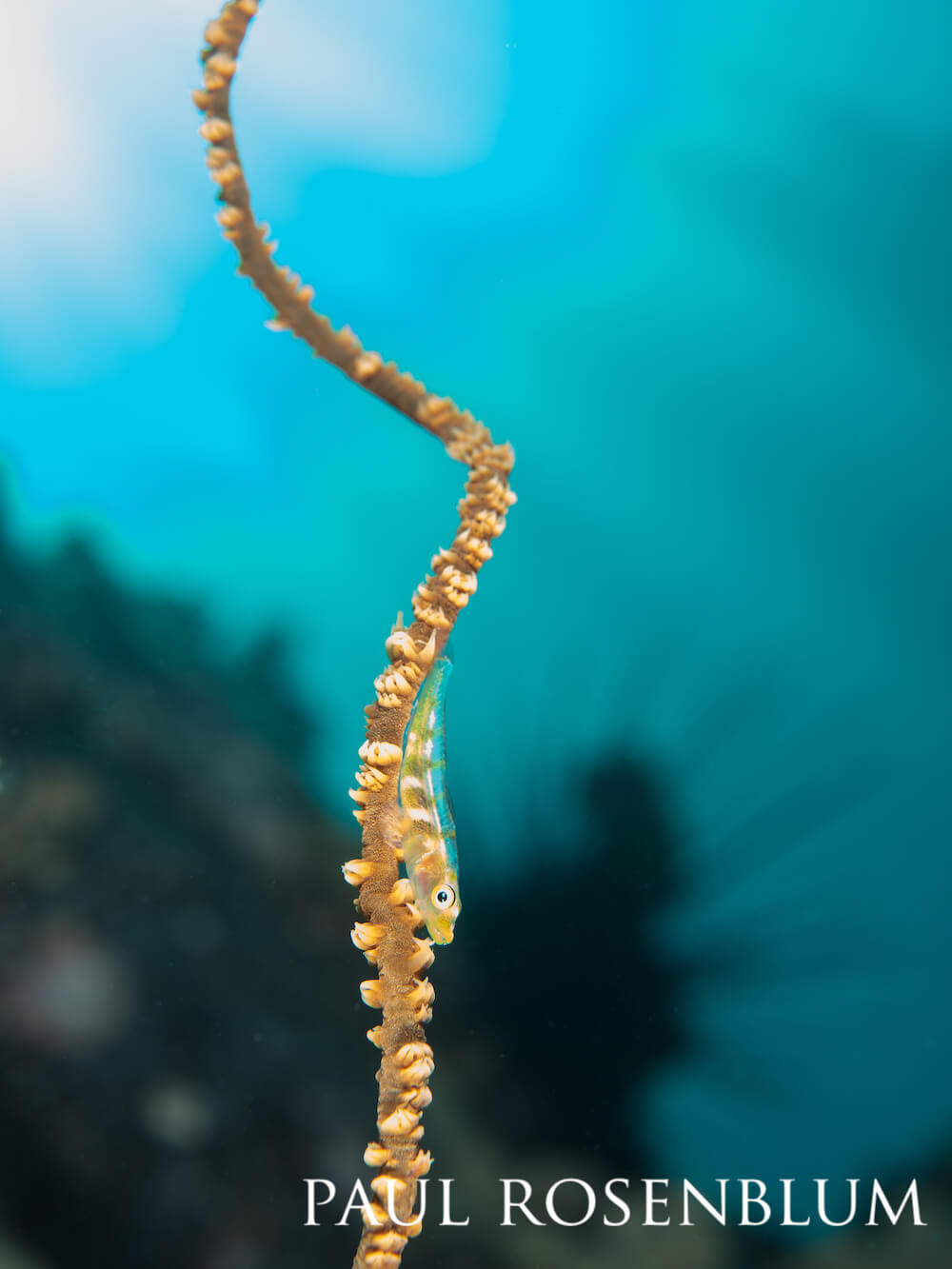 Whip goby facing upside down on a whip coral.