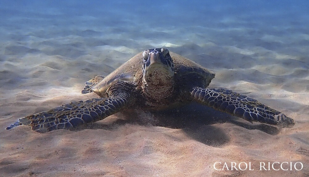 Green sea turtle resting on a sandy bottom.