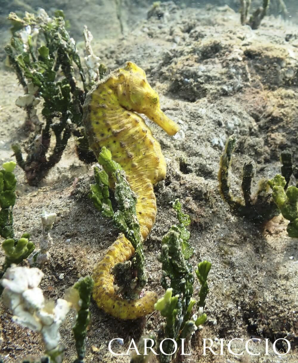 Smooth seahorse tying down to a green halimeda stalk.