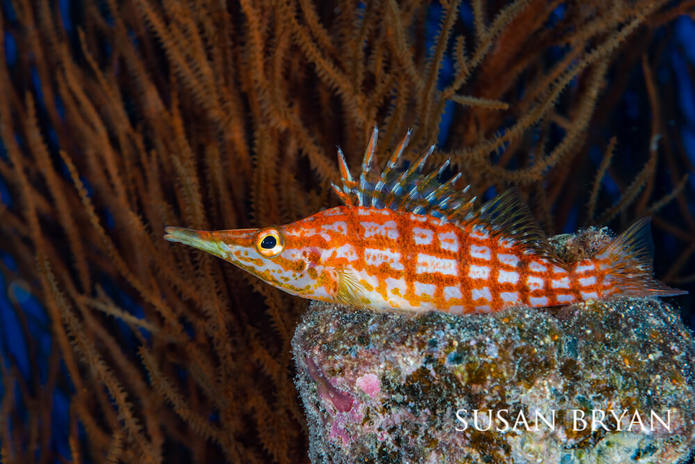 Longnose hawkfish sitting on its stony perch while brown algae sway in the background.