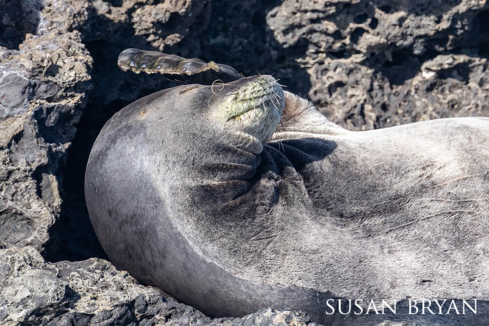 Hawaiian monk seal wiping its face with its flipper as it relaxes on a rocky shoreline.