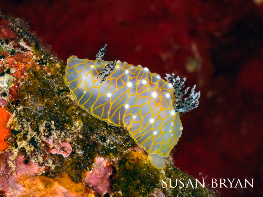 Goldlace nudibranch shuffling along a rock patterned with reds and pinks.