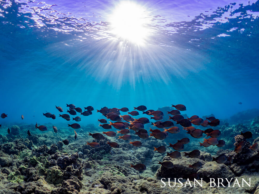 A school of brown surgeonfish out in the open drifting under the sun.