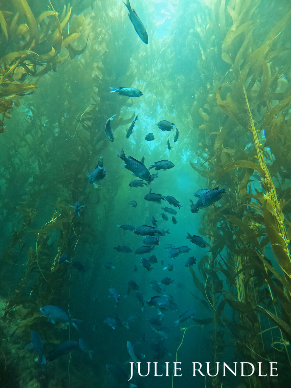 Congregation of blacksmith damselfish darting about a kelp forest.