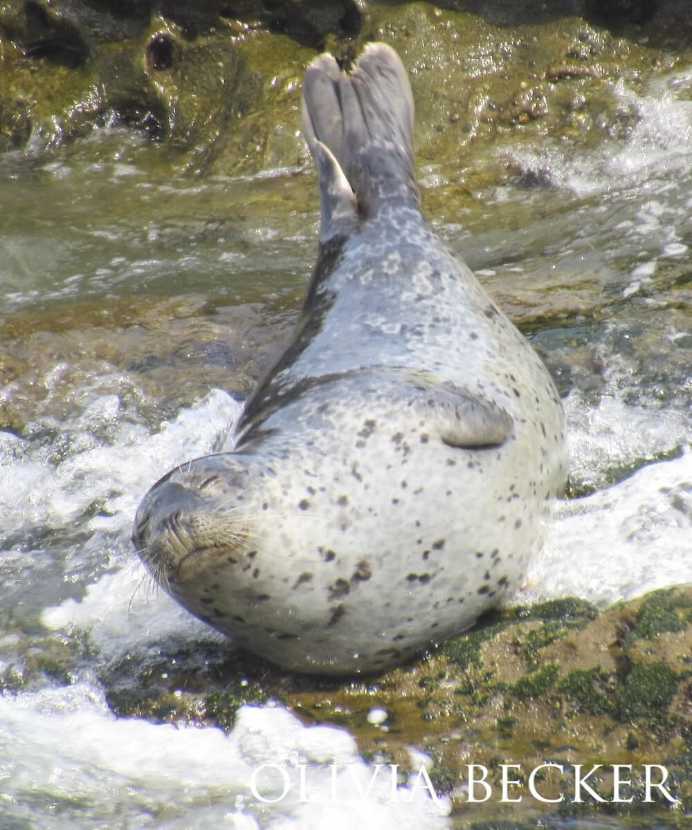 A harbor seal banana-posing on a rock with white waves lapping around it.