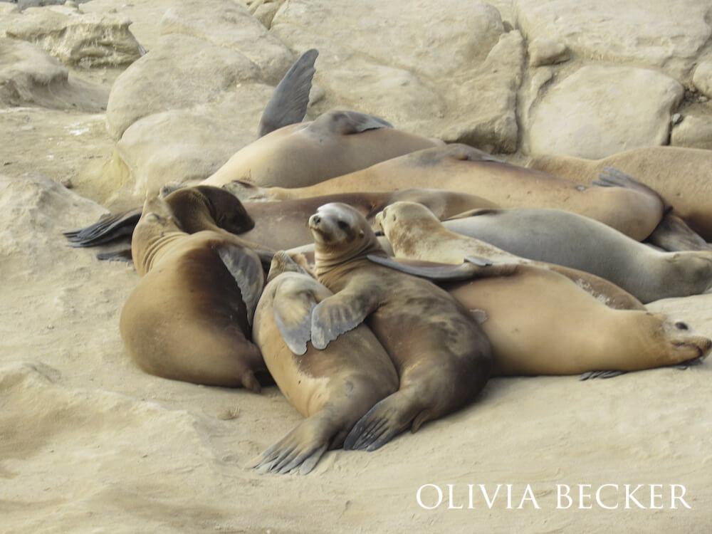 A herd of sea lions huddled on a sandy beach.