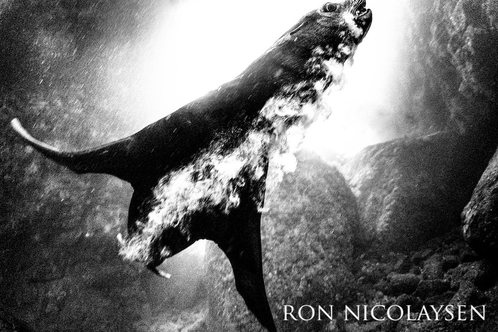 Black and white photo of a sea lion leaving a string of bubbles behind an exhale.