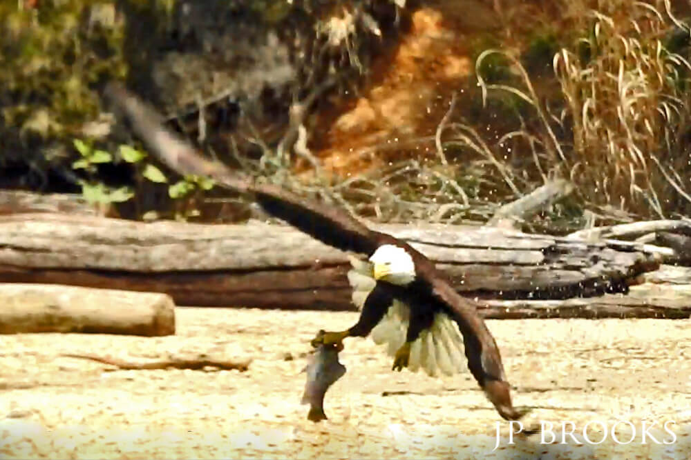 Bald eagle swooping and catching a fish along the shoreline.
