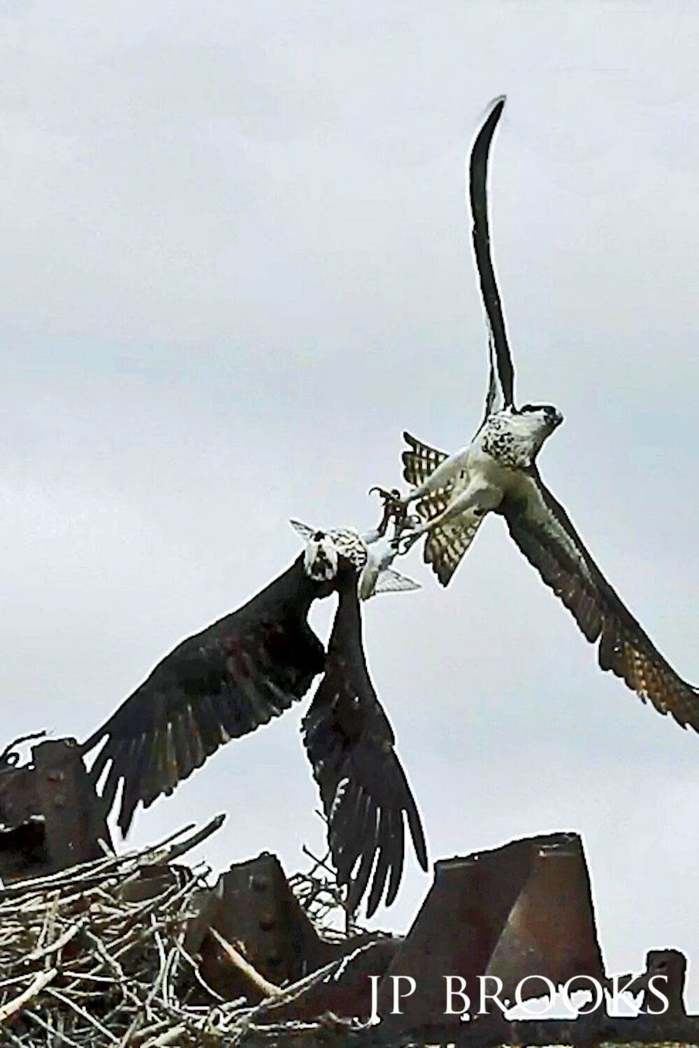 Osprey fiercely defending its nest from an intruder, with the two birds' talons locked in a heated battle.