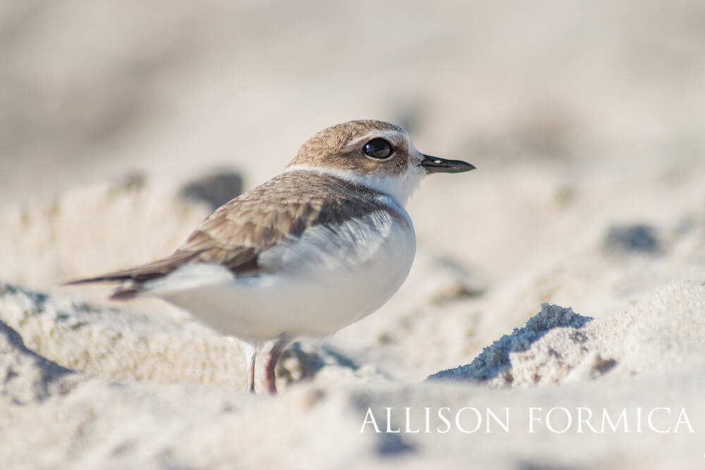 A close-up image of a small bird on the beach.