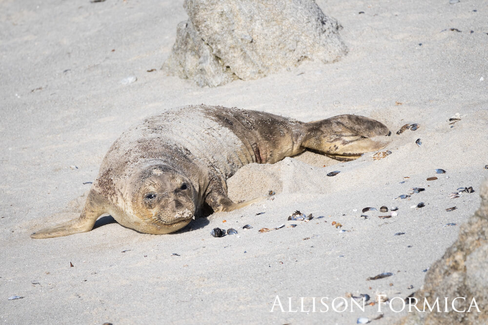 Young elephant seal resting on the beach.