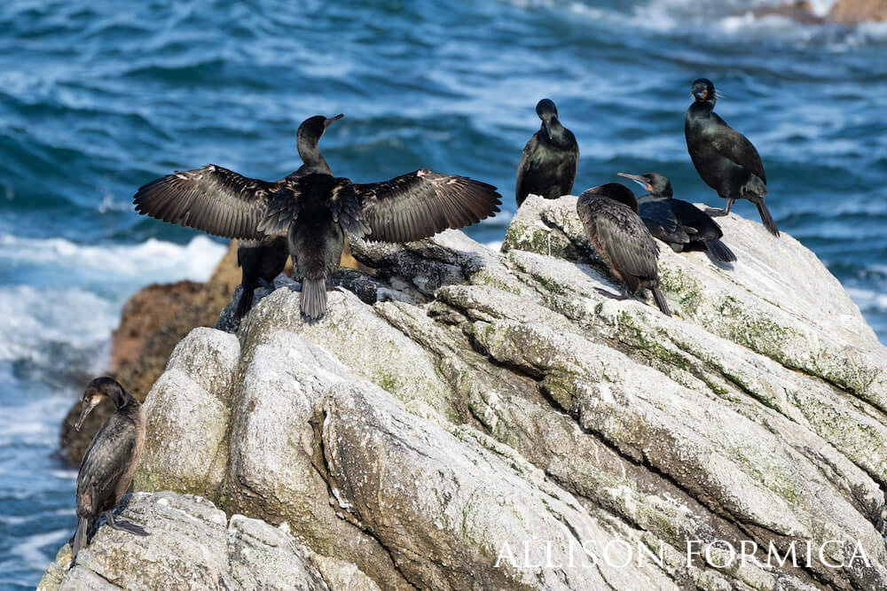 Group of birds drying off on a cliffside. 