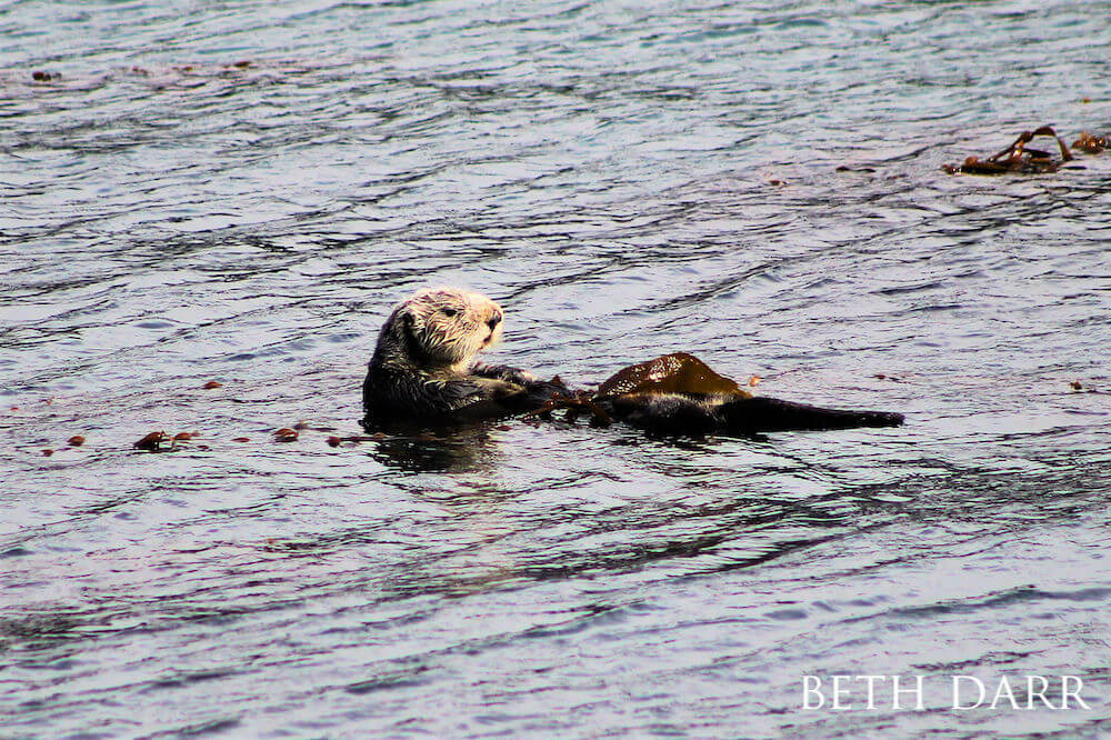 Sea otter bobbing above water. 