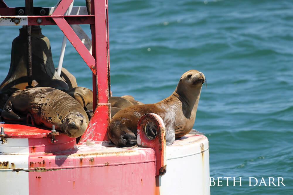 A group of sea lions lounging on a buoy.
