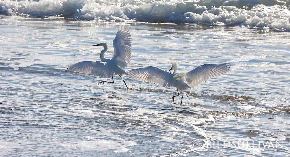 A pair of playful egrets on the beach.