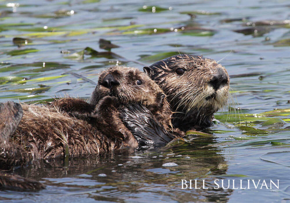 A pair of sea otters bobbing above water.