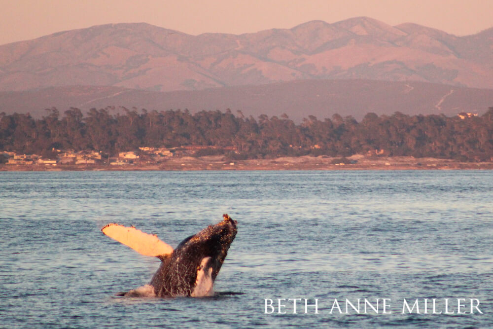 A humpback whale breaching the water during sunset.