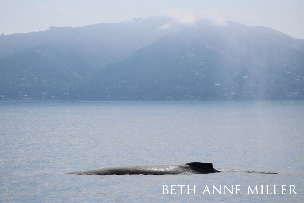 A humpback whale back showing above water on a misty morning.