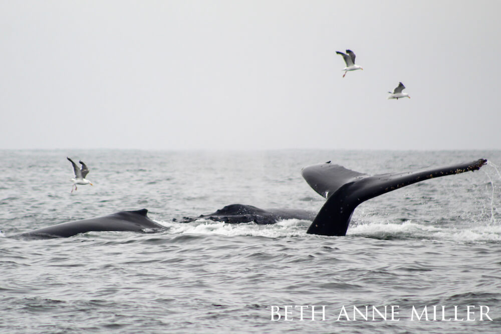 A humpback whale tail flapping above water among flying seagulls.