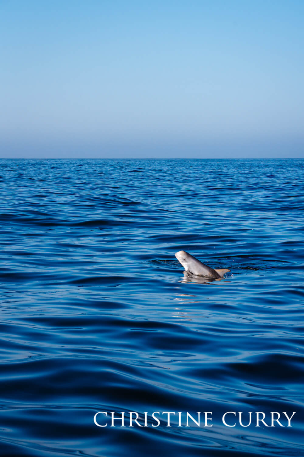 A smiling Risso's dolphin breaching the water's bright blue surface.