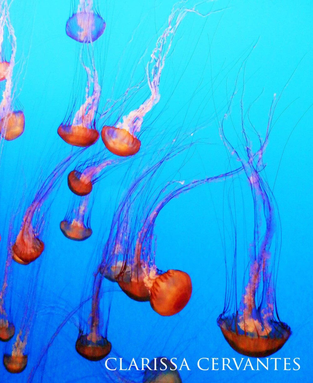 A group of jellyfish suspended upside down in the water column.