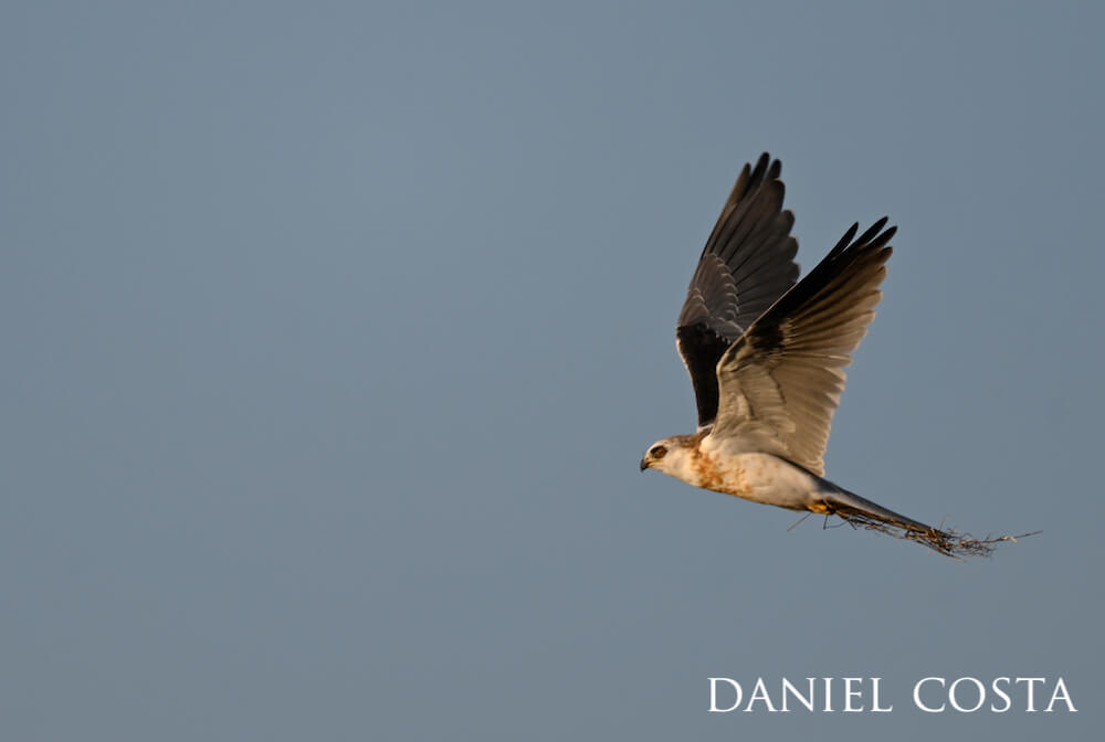 Black-shouldered kite flying against a greyish-blue sky with branches in its grasp.