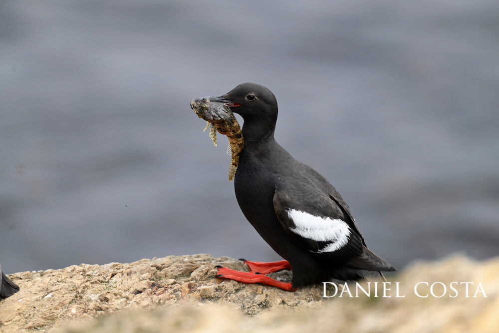 Pigeon guillemot perched on a rock with a sculpin in its mouth.