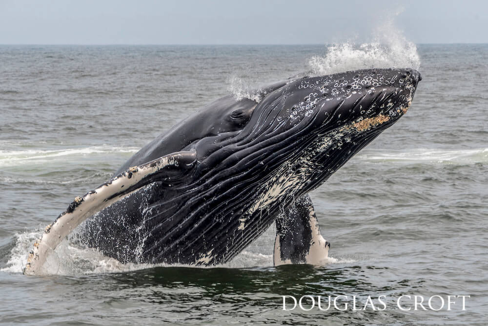 A humpback whale breaching the grey water's surface with water spraying out of its mouth.