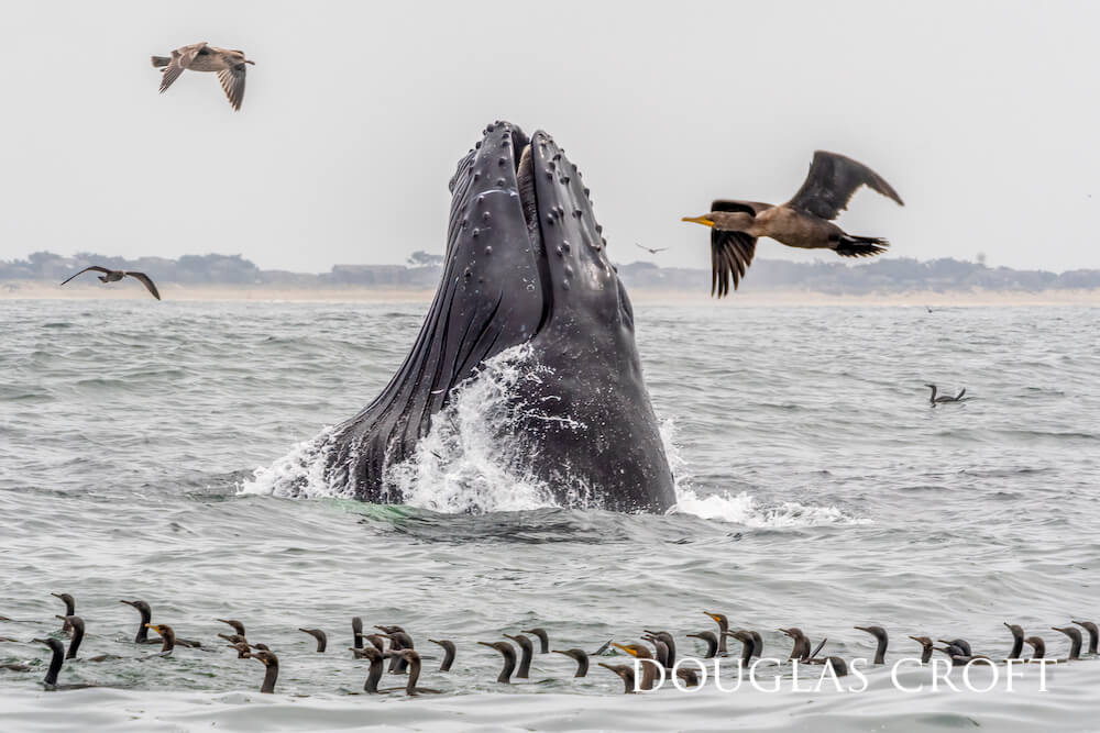 A humpback whale lunge feeding while cormorants and gulls swarm the oceanscape.