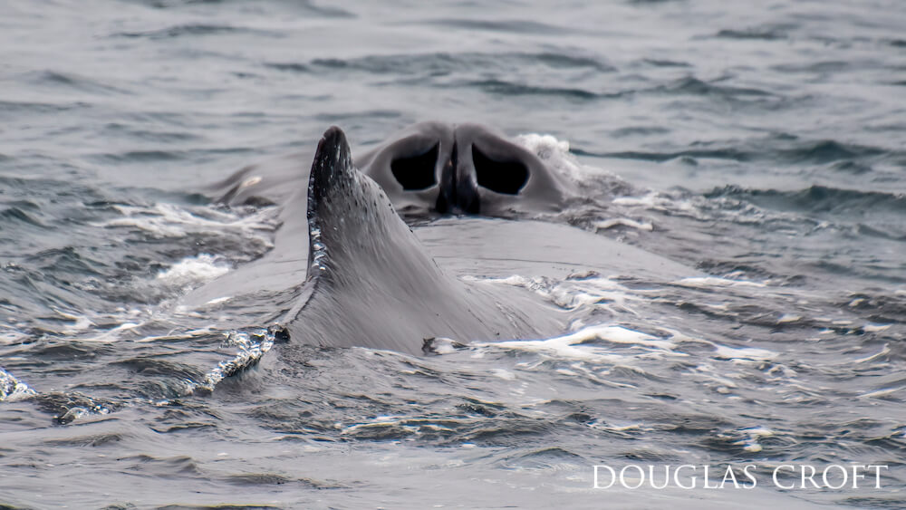 Multiple humpback whales lunge feeding while gulls encircle the feasting pod. 