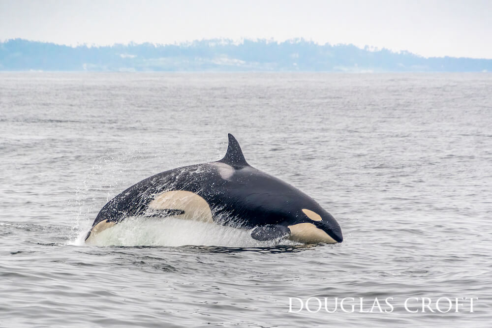 An Orca fastened to chords of water breaching the light grey surface. 