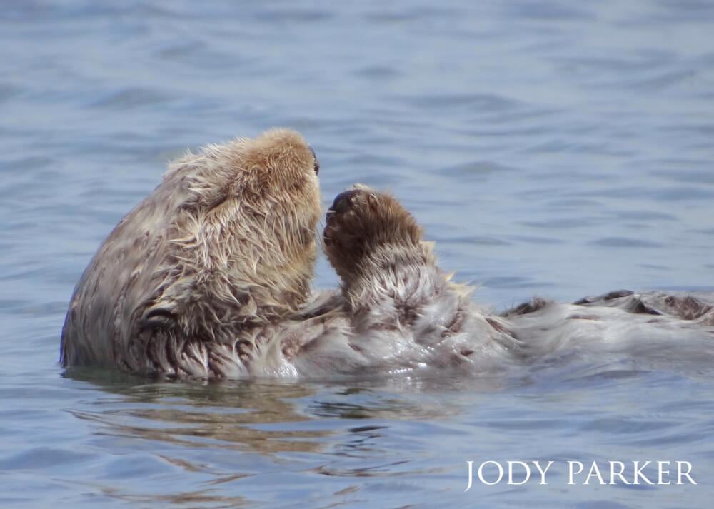 A sea otter floating along the water's surface with its hands clasped together.