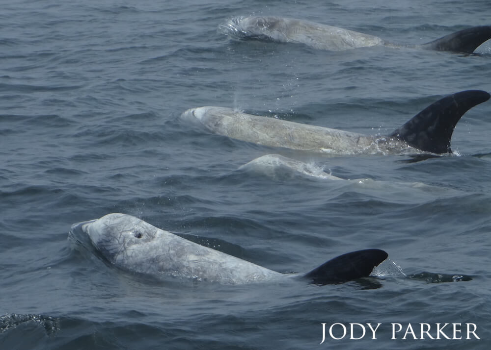 Three Risso's dolphins surfacing dark grey-blue waters.