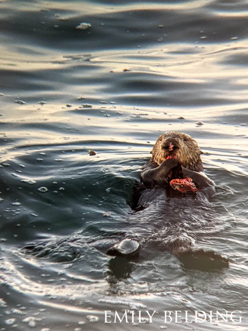 Sea otter feasting on a crab in sun-tinged waters.
