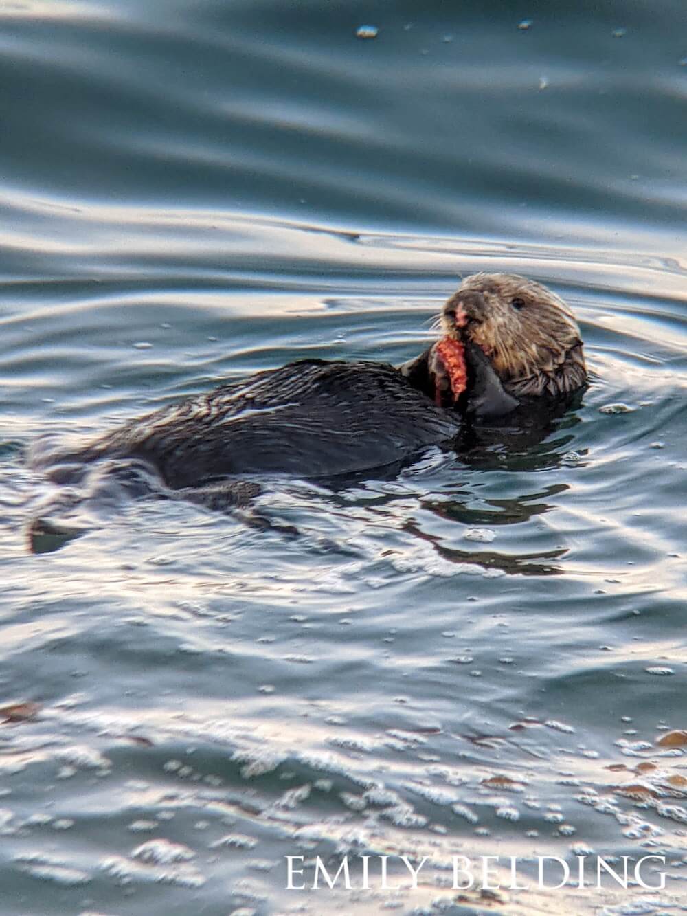 Sea otter snacking on a crab as it relaxedly floats along the water.
