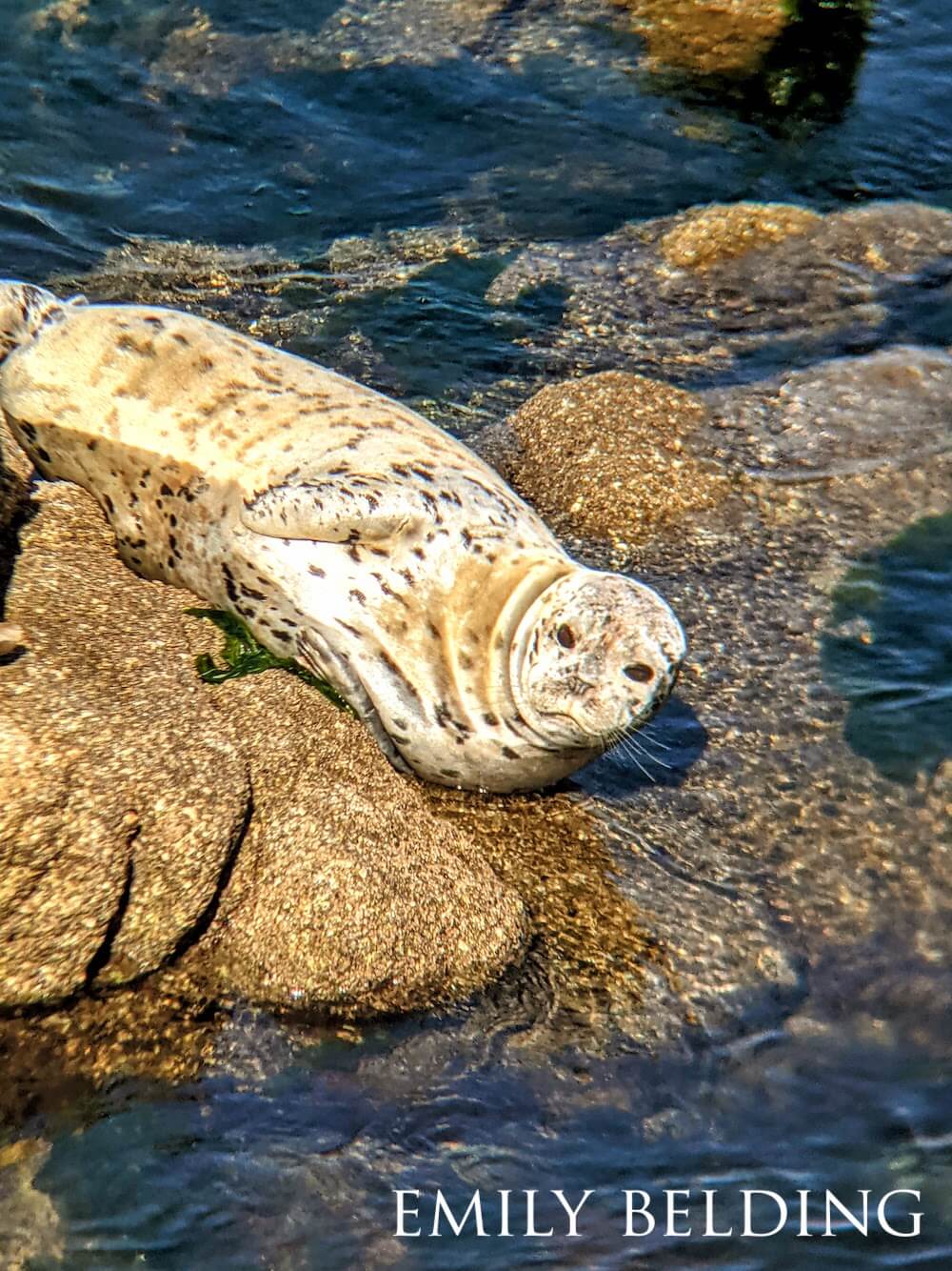 Harbor seal lounging atop a rock, staring wonderingly in the distance.