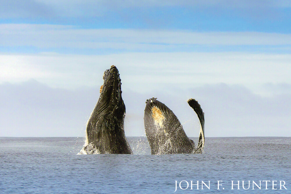 Two humpback whales rocketing out of relatively still waters.