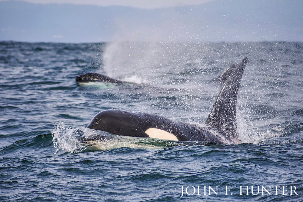 Two orcas chugging through the water, sending seaspray every which way.