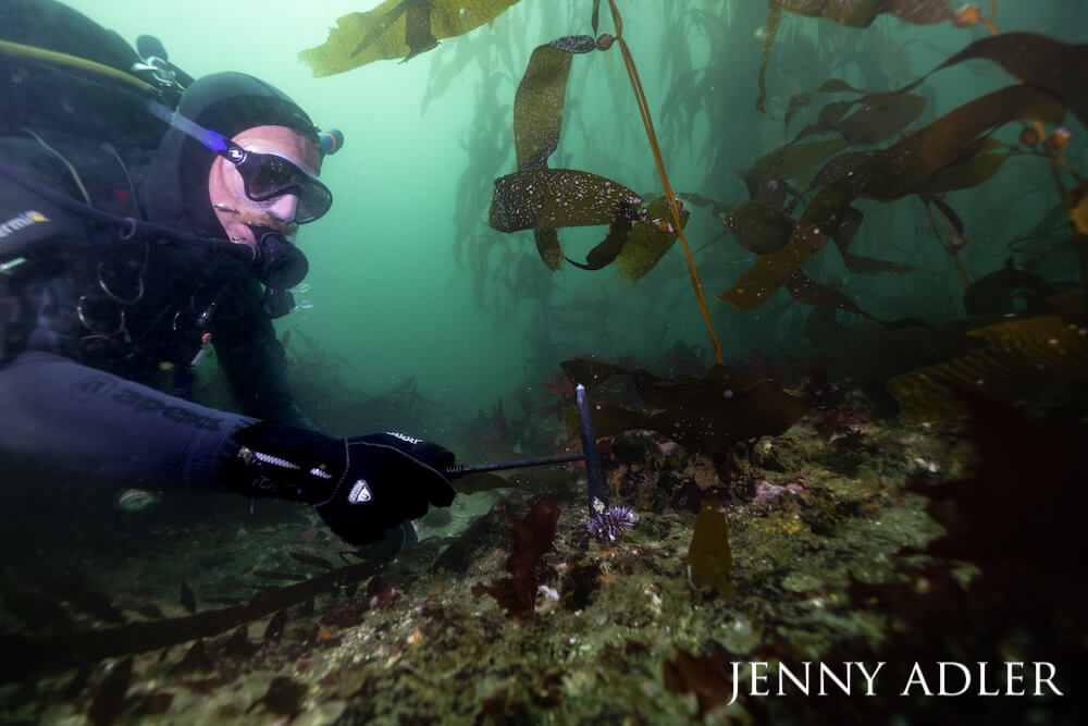 Scuba diver culling a purple urchin from a giant kelp forest.