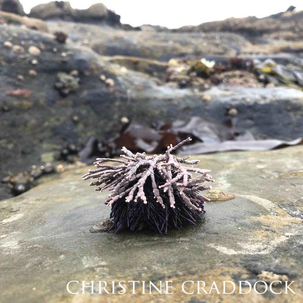 A lone purple sea urchin sitting on a rock.