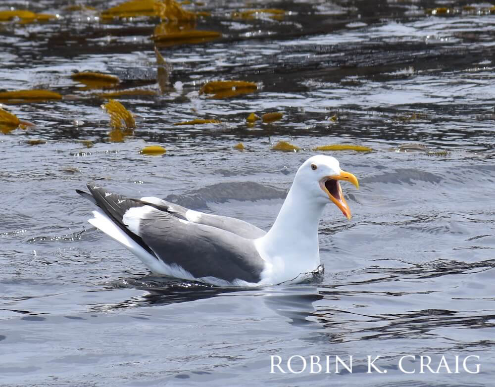 Seagull floating in algae-abundant waters, squawking.
